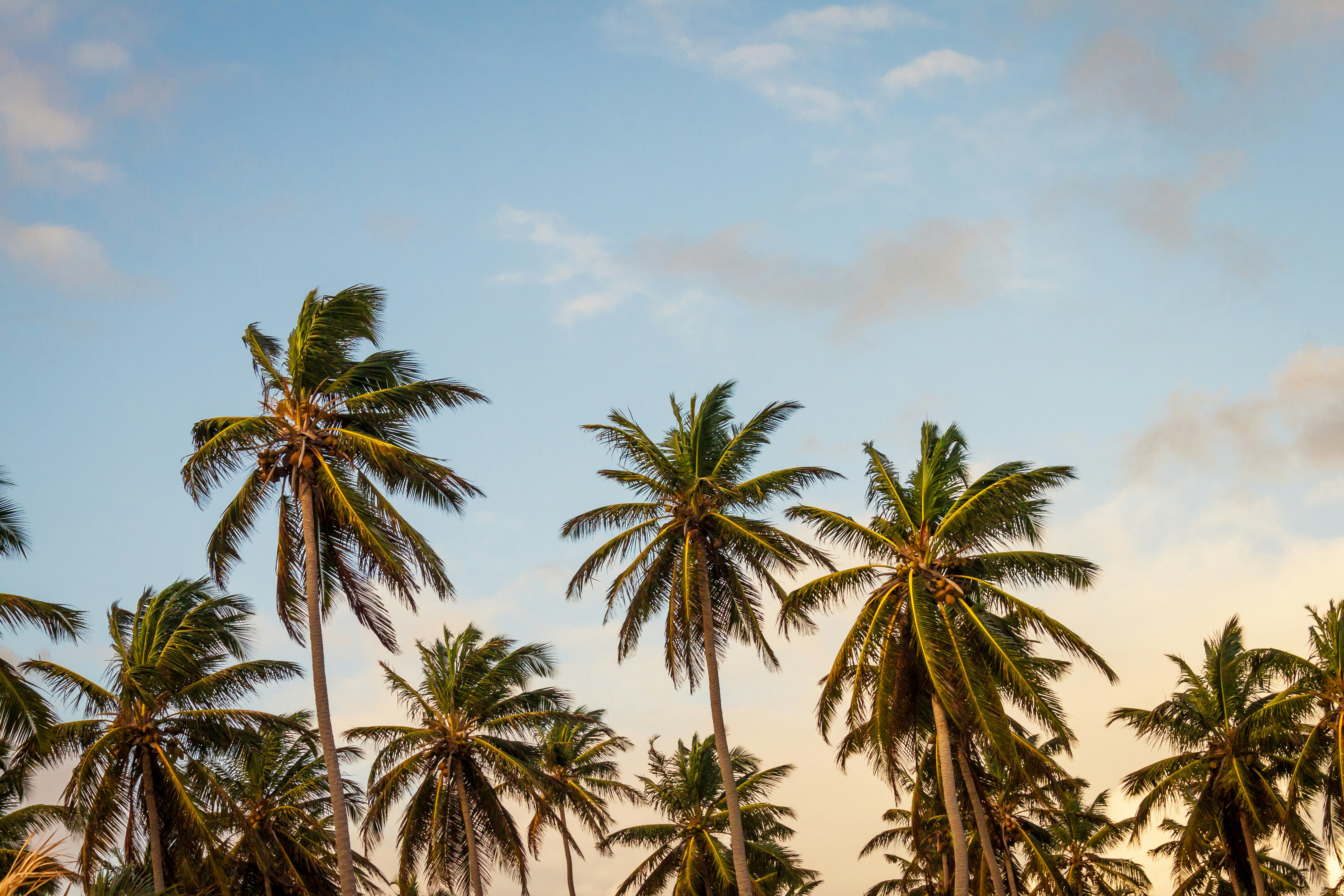 coconut trees under cloudy sky during daytime